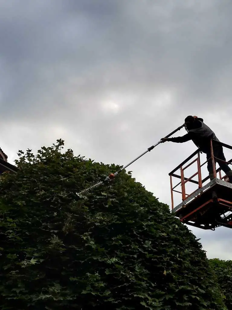 Стрижка живой изгороди и кустарников