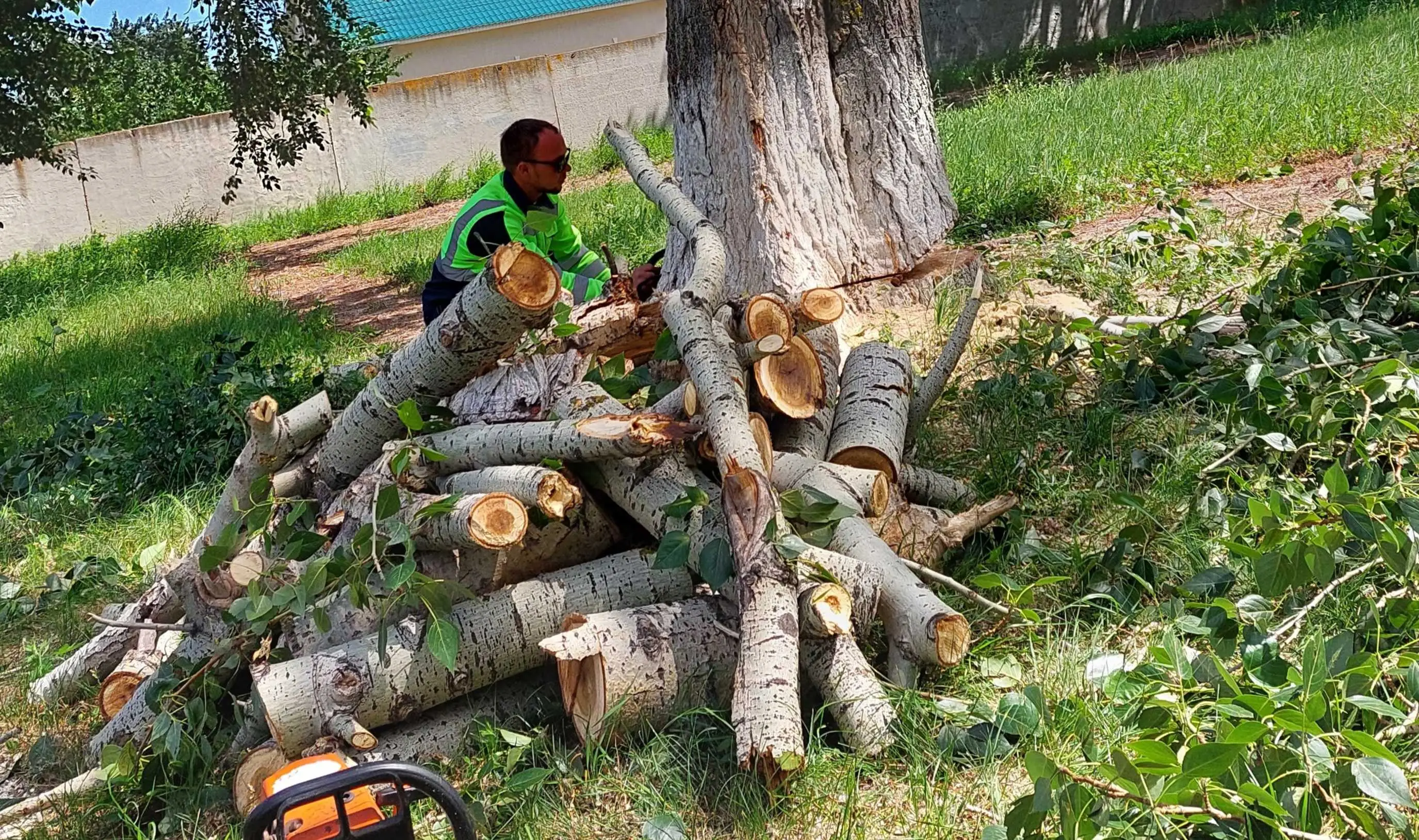 Валка дерева с корня