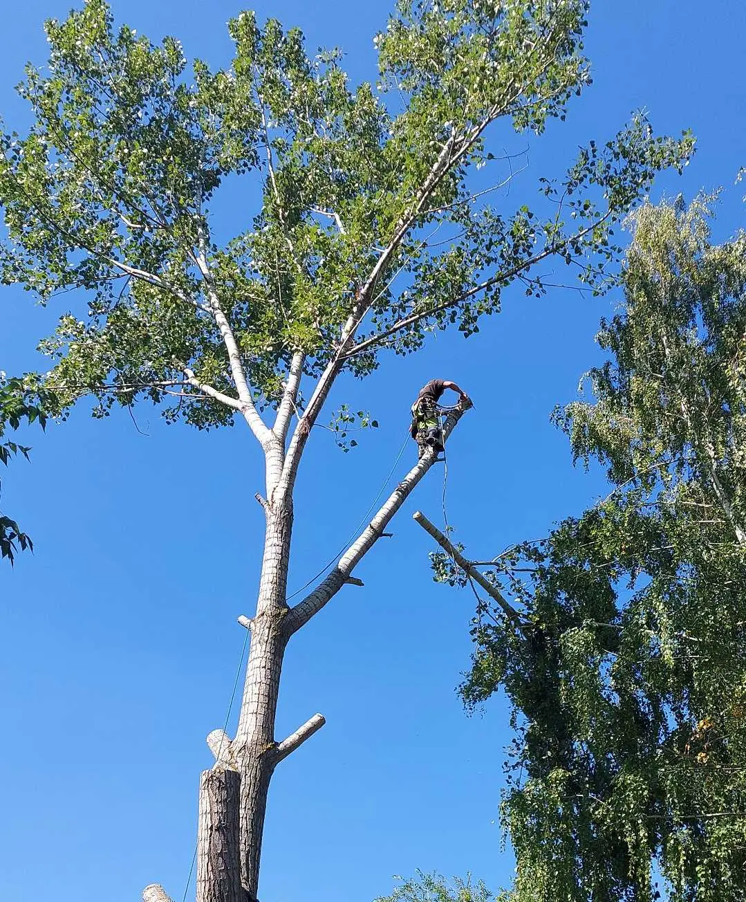 Валка дерева частями
